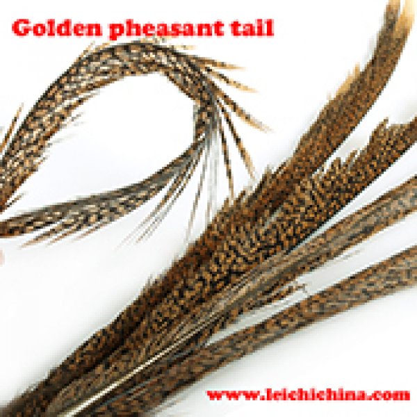Golden pheasant tail