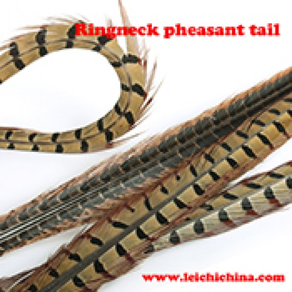 Ringneck pheasant tail