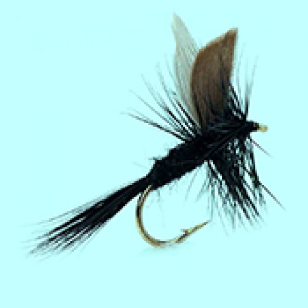 Dry fly Black Gnat