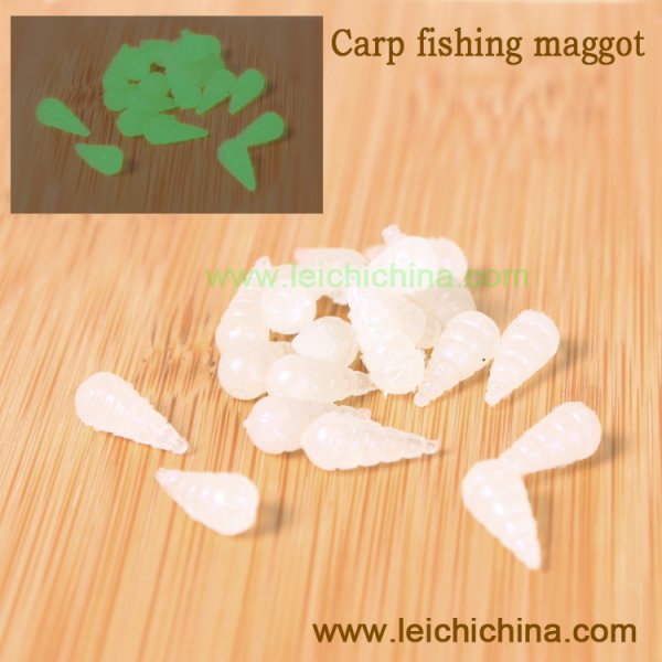 carp fishing maggot